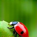 A ladybug crawling on a green leaf, symbolizing natural pest control and beneficial insects in a garden.